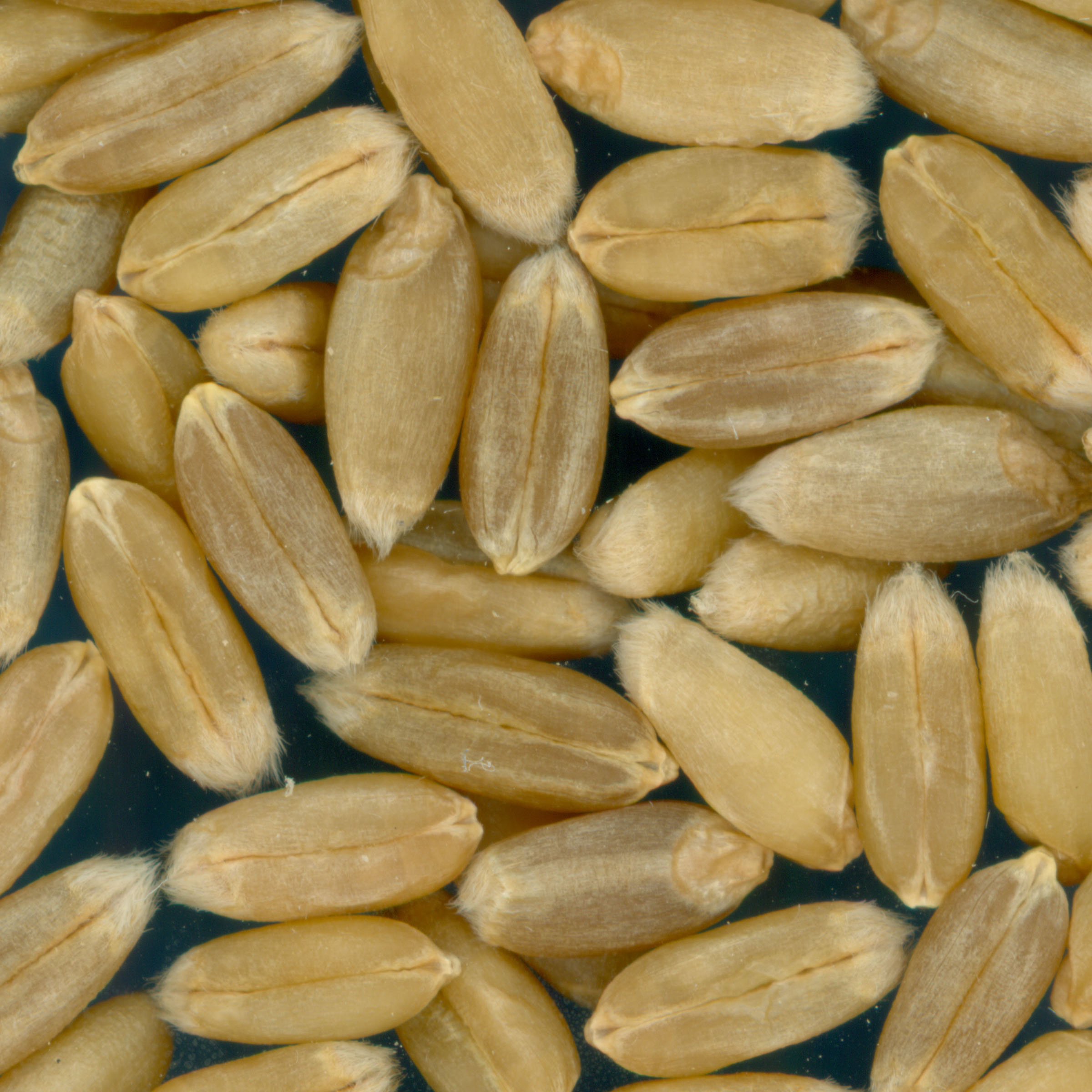 Click for 2 image(s) for this accession. KERNELS